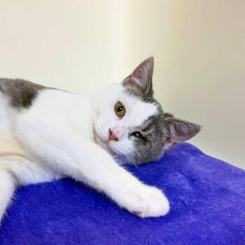Lindstrom -  Domestic Short Hair Cat for Adoption in Harrisonburg, Virginia - Lindstrom | PetCurious