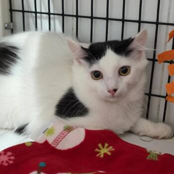 Allegra -  Domestic Medium Hair Cat for Adoption in Trenton, New Jersey - Allegra | PetCurious