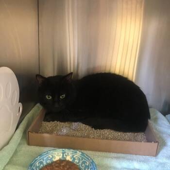 Torpedo -  Domestic Short Hair Cat for Adoption in Burlington, Ontario - Torpedo | PetCurious