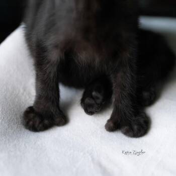 Vanna -  Domestic Short Hair Cat for Adoption in Brownsboro, Alabama - Vanna | PetCurious