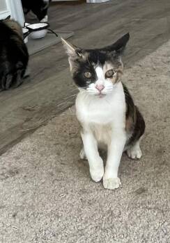 Rescue Calico Cats for Adoption in Lititz, Pennsylvania - Faith | PetCurious