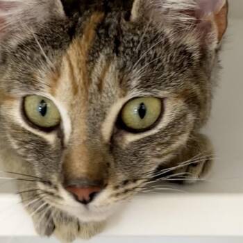 Simone -  Domestic Short Hair Cat Available for Adoption in Cumming, Georgia - Simone | PetCurious