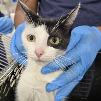 Domestic Short Hair Cats Available for Adoption in Newark, New Jersey - Maya | PetCurious