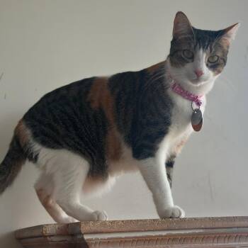 Nesta -  Domestic Short Hair Cat for Adoption in Port Washington, New York - Nesta | PetCurious