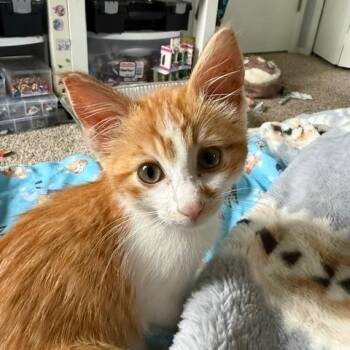 Gudetama C11753 -  Domestic Medium Hair Cat for Adoption - Gudetama C11753 | PetCurious