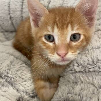 Rescue Domestic Short Hair Cats for Adoption in Kingman, Kansas - Picasso | PetCurious