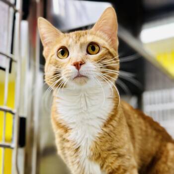 Starlord  -  Domestic Short Hair Cat Available for Adoption in Jackson Township, New Jersey - Starlord  | PetCurious