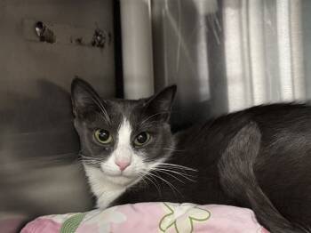 Rescue Domestic Short Hair Cats for Adoption in Raleigh, North Carolina - MRS KNIGHT | PetCurious