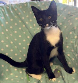 Blackberry -  Tuxedo and Domestic Short Hair Cat for Adoption in Walnut Creek, California - Blackberry | PetCurious
