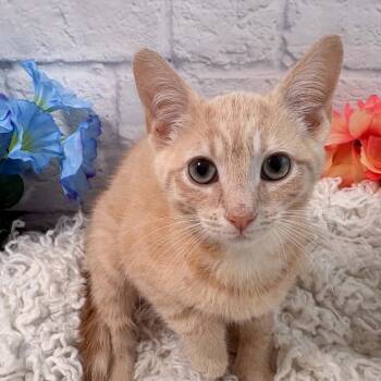 Butterbean -  Domestic Short Hair and Extra Toes Cat Hemingway Polydactyl Cat for Adoption in Harrisonburg, Virginia - Butterbean | PetCurious