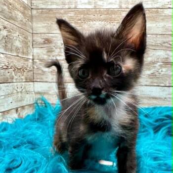 Mary Jo -  Domestic Medium Hair Cat for Adoption in Lexington, Kentucky - Mary Jo | PetCurious