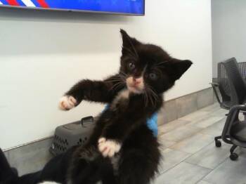 SUNDAE -  Domestic Short Hair Cat for Adoption in Charlotte, North Carolina - SUNDAE | PetCurious