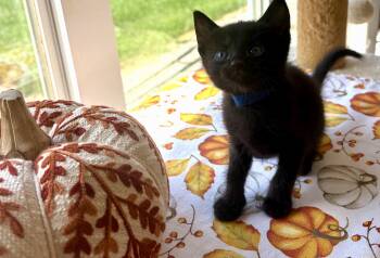 Tweed -  Domestic Short Hair Cat for Adoption in Bethel, Ohio - Tweed | PetCurious