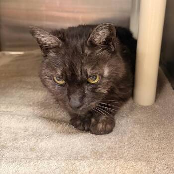 Morgana -  Domestic Short Hair Cat for Adoption in Indianapolis, Indiana - Morgana | PetCurious