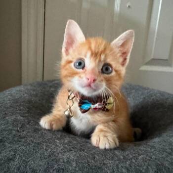 Sherbet -  Domestic Short Hair Cat for Adoption in Caldwell, Texas - Sherbet | PetCurious