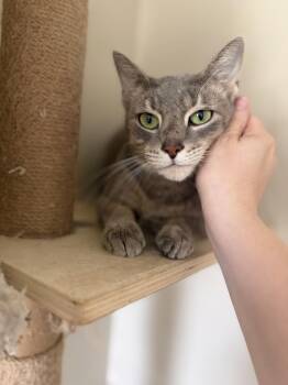 Stardust -  Domestic Short Hair Cat for Adoption - Stardust | PetCurious