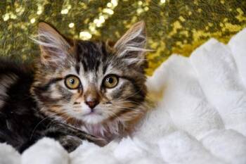 Ember -  Domestic Medium Hair and Domestic Short Hair Cat for Adoption in Yakima, Washington - Ember | PetCurious