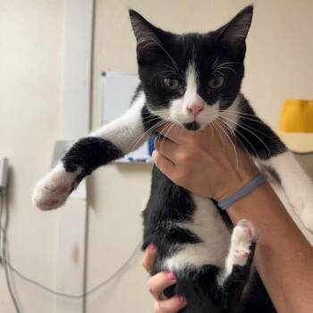Crumbl -  Domestic Short Hair Cat for Adoption in Pekin, Illinois - Crumbl | PetCurious