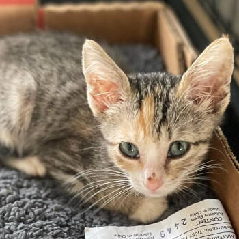 Rescue Domestic Short Hair Cats for Adoption in San Antonio, Texas - Amber | PetCurious