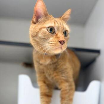 Oscar The Grouch -  Domestic Short Hair Cat for Adoption in Lakewood, Colorado - Oscar The Grouch | PetCurious