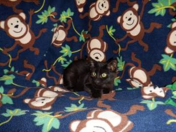 DAWN -  Domestic Medium Hair Cat for Adoption in San Jose, California - DAWN | PetCurious