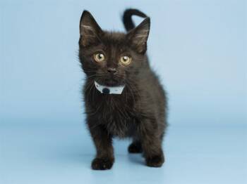 TOOTHLESS -  Domestic Short Hair Cat for Adoption in Phoenix, Arizona - TOOTHLESS | PetCurious