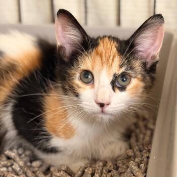 Molly -  Domestic Short Hair Cat for Adoption in Cumming, Georgia - Molly | PetCurious