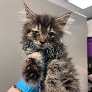 Rescue Domestic Medium Hair Cats for Adoption in Reno, Nevada - Buzz | PetCurious