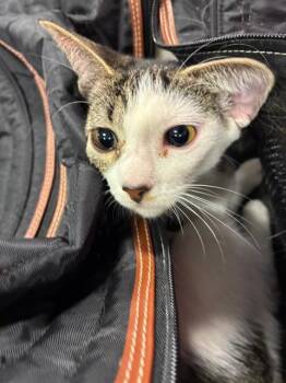 A139328 -  Domestic Short Hair Cat for Adoption in Palmetto, Florida - A139328 | PetCurious