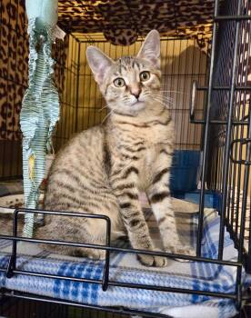 Ellie -  Domestic Short Hair Cat for Adoption in East Amherst, New York - Ellie | PetCurious