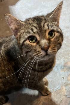 Rescue Tabby Cats for Adoption in Berkeley Heights, New Jersey - Howie | PetCurious