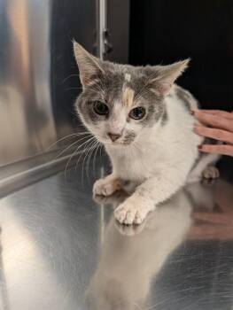 JOHNNY -  Domestic Short Hair Cat for Adoption in Minneapolis, Minnesota - JOHNNY | PetCurious