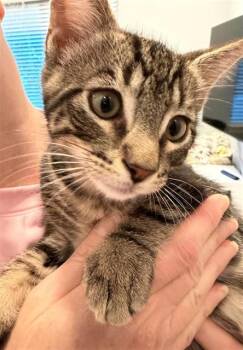 LITTLE JOHN -  Domestic Short Hair Cat for Adoption in Sacramento, California - LITTLE JOHN | PetCurious