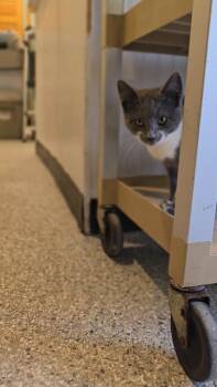 Misty 100 -  Domestic Short Hair Cat for Adoption in Athens, Ohio - Misty 100 | PetCurious