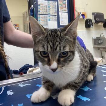Venus -  Domestic Short Hair Cat for Adoption in Galveston, Texas - Venus | PetCurious