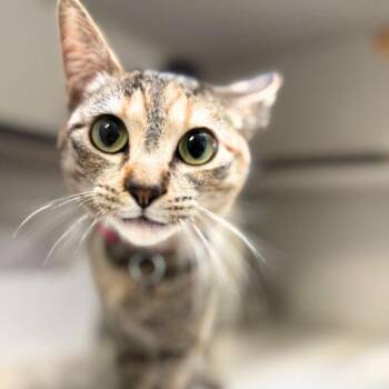 Domestic Short Hair Cats Available for Adoption in Aurora, Colorado - KORRA | PetCurious