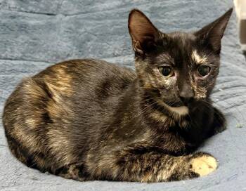 Rainbow -  Domestic Short Hair Cat for Adoption in Lenexa, Kansas - Rainbow | PetCurious