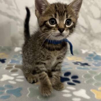 Astro -  Domestic Short Hair Cat for Adoption in Huntsville, Alabama - Astro | PetCurious