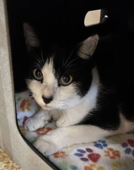 Rescue Domestic Short Hair Cats for Adoption in Blasdell, New York - Diamond | PetCurious