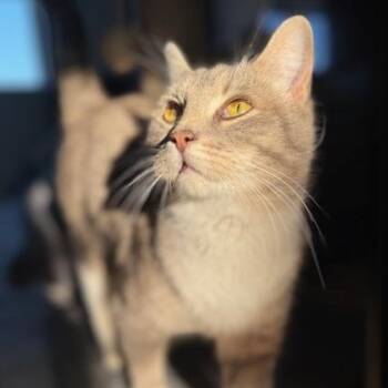 Domestic Short Hair Cats Available for Adoption in Maple Shade, New Jersey - Rhea | PetCurious