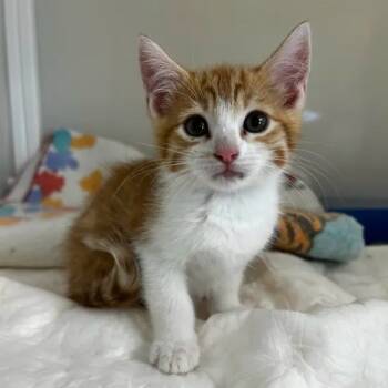 Rescue Domestic Short Hair Cats for Adoption in Yucaipa, California - Marigold | PetCurious