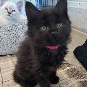 Domestic Short Hair Cats Available for Adoption in Concord, New Hampshire - Elphie | PetCurious