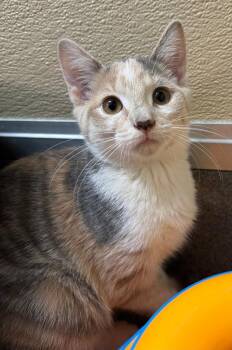 Cider -  Domestic Short Hair Cat for Adoption in Tomah, Wisconsin - Cider | PetCurious