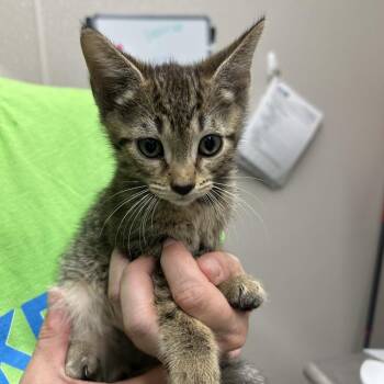 Noise Complaint -  Domestic Short Hair Cat for Adoption in Morganton, North Carolina - Noise Complaint | PetCurious