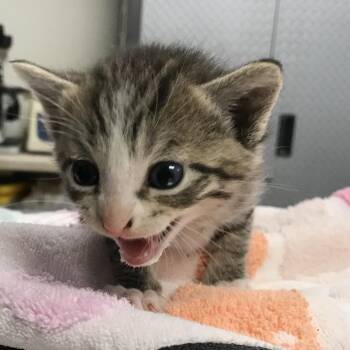 Pedro -  Domestic Short Hair Cat for Adoption in Newark, New Jersey - Pedro | PetCurious