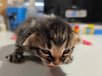 Ash -  Domestic Short Hair Cat for Adoption in Lenexa, Kansas - Ash | PetCurious
