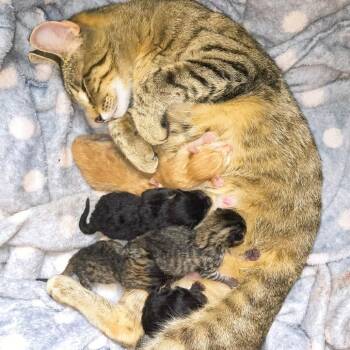 May -  Domestic Short Hair Cat for Adoption in Milan, Illinois - May | PetCurious