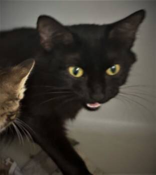 Rescue Domestic Short Hair Cats for Adoption in Cumming, Georgia - Indigo 1509-25 | PetCurious