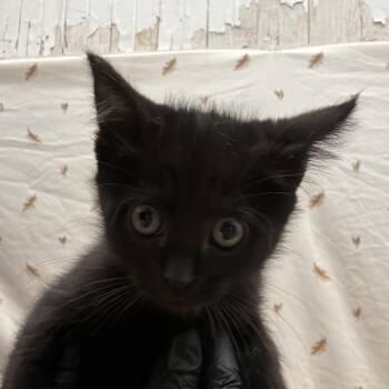 Potion -  American Shorthair Cat for Adoption in Newberg, Oregon - Potion | PetCurious