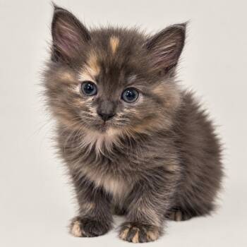 Ash -  Domestic Medium Hair and Calico Cat for Adoption in Homer Glen, Illinois - Ash | PetCurious